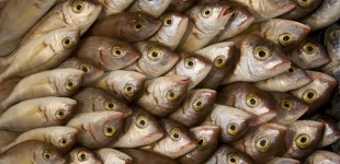 Fishies